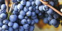 <p>Vinhos feitos com a uva Pinot Noir podem ter o sabor alterado</p>  Foto: iStock / Getty Images 
