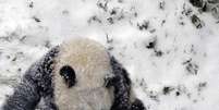 Bao Bao brinca na neve pela primeira vez  Foto: David Murphy / Reuters