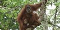 <p>Orangotangos após libertação</p>  Foto: SOCP / BBC
