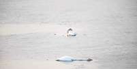 Cisne ficou desesperado após a morte de outra ave  Foto: Daily Mail / Reprodução