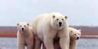 Ursos polares no Alasca, em foto de arquivo. 06/03/20017  Foto: Susanne Miller / Reuters
