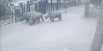 <p>Os animais conseguiram chegar ao estacionamento do zoológico</p>  Foto: BBC