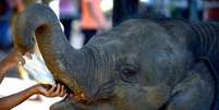 <p>Animal é novamente a estrela da reunião de Kasane, nos arredores dos parques naturais do norte de Botsuana</p>  Foto: AFP