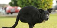 Cachorro perdeu as patas dianteiras e precisou se adaptar, mas vive feliz, segundo seus donos  Foto: The Telegraph / Reprodução