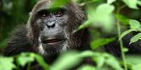 <p>Chimpanzés aprendem a adaptar sotaque quando mudam de região para conseguir se comunicar melhor com os novos “vizinhos” – e ter melhor socialização</p>  Foto: The Mirror / Reprodução