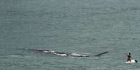 Mulher é surpreendida por baleia a poucos metros em praia de Cape Town  Foto: Daily Mail / Reprodução