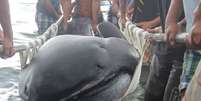 Tubarão "bocão" foi encontrado morto essa semana nas Filipinas  Foto: The Mirror / Reprodução