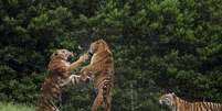 Tigres brigam em zool&oacute;gico de Yangzhou, na prov&iacute;ncia de Jiangsu. 12/04/2014  Foto: Stringer / Reuters