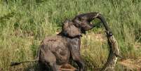 Batalha entre elefante e crocodilo foi flagrada em parque nacional da África do Sul  Foto: The Mirror / Reprodução