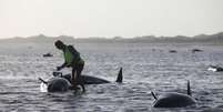 Volunt&aacute;rios ainda tentam salvar 60 baleias  Foto: Twitter