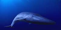 O estudo publicado revela que ao longo dos últimos 542 milhões de anos, o tamanho médio de animais marinhos aumentou 150 vezes.  Foto: Daily Mail / Reprodução