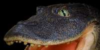 "Este crocodilo com dois metros de altura tinha o focinho muito curto e a mandíbula muito forte", afirmou paleontólogo  Foto: Daily Mail  / Reprodução