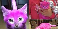 Gato foi tingido de rosa, mas acabou morrendo intoxicado  Foto: The Mirror / Reprodução