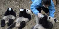 Filhotes de panda mamam em parque e encantam visitantes  Foto: Daily Mail / Reprodução