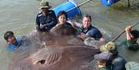 <p>Com 4,3 metros de comprimento e dois metros de largura, a maior arraia de &aacute;gua doce do mundo foi capturada por cientistas americanos integrantes da equipe de Jeff Corwin</p>  Foto: Buzzfeed / Reprodu&ccedil;&atilde;o