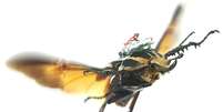 Cientistas instalaram sensores que controlam voo dos besouros  Foto: The Independet / Reprodução