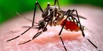 <p>Até agora foram confirmadas duas mortes em 2015, decorrentes da dengue, em São Paulo</p>  Foto: NA