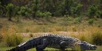 Calças estavam boiando na água e crocodilo tinha somente metade de um corpo na boca  Foto: Daily Mail / Reprodução