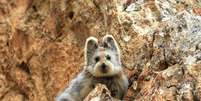 Em extinção, coelho mágico é visto em montanhas chinesas  Foto: Bored Panda / Reprodução