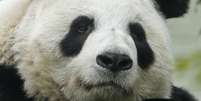 Tain Tian está no zoo de Edimburgo desde 2011  Foto: BBC