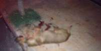 Animal foi morto a facadas por comerciante no interior de São Paulo  Foto: Facabook / Reprodução