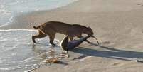 Segundo Bailey, o felino foi até o mar buscar sua presa, arrastando o tubarão por alguns metros na praia  Foto: Daily Mail / Reprodução