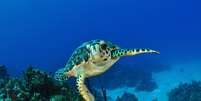 Os animais são grandes atrações turísticas em Grand Cayman, com destaque para as tartarugas marinhas    Foto: Amanda Nicholls/Shutterstock