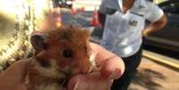 <p>Hamster ferido em CPI será mascote em sala de superdotados, em escola de Brasília</p>  Foto: Fernando Diniz / Terra