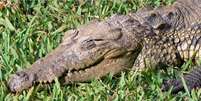A poucos metros de onde se encontravam os banhistas, muito perto da margem, estava um crocodilo de mais de dois metros  Foto: EFE