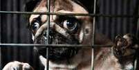 Proposta prevê pena de detenção de um a três anos para quem matar cão ou gato  Foto: Eco Desenvolvimento