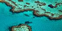 Barreira de Corais é atração em cruzeiros na Austrália e Nova Zelândia  Foto: Tanya Puntti/Shutterstock