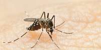 Zika vírus é transmitido pelo Aedes aegypti, mesmo mosquito da dengue  Foto: IStock