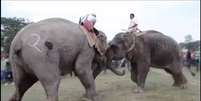 Elefantes guerreiros são obrigados a lutar todos os anos na região nordeste de Assam  Foto: Daily Mail / Reprodução
