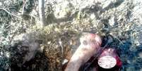 Mulher russa é atacada e enterrada por ursa, mas sobrevive   Foto: Reprodução