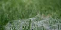Australianos reclamam sobre “chuva de aranha” de 10 minutos  Foto: Distractify / Reprodução