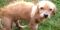 Cão que foi arrastado por 500 metros não corre risco de morrer, mas precisa de ajuda para se recuperar   Foto: Associação Protetora dos Animais de Teutônia / Divulgação