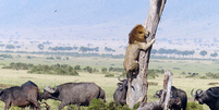 Imagem rara tirada no parque de reserva de Maasai Mara, no Quênia: leão escala uma árvore alta para fugir de uma manada  Foto: Unilad / Reprodução