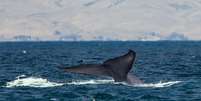 Mistérios sobre o maior animal do planeta, a baleia azul, começam a ser revelados   Foto: Wikipédia