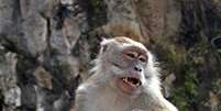 Após ratos, médico chinês quer transplantar cabeça de macaco  Foto: Wikipédia