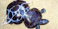 Plástico jogado no chão acabou deformando completamente a tartaruga Peanut  Foto: BBC News Brasil