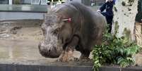 Homem acerta dardo em hipopótamo que fugiu do zoológico  Foto: Reuters