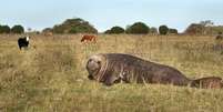 Animal tem quase três metros de comprimento e pesa entre 500 e 600 quilogramas  Foto: AFP