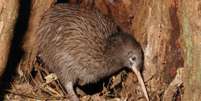 Kiwi, animal símbolo do país, está em risco de extinção  Foto: BBC News Brasil