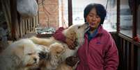 Chinesa salvou cerca de 100 cães  Foto: Bored Panda / Reprodução