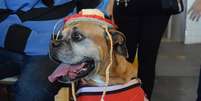 Realizado em Bauru, o Arraiáu dos Pets, reuniu cães vestidos com tema das festas juninas  Foto: Talita Zaparolli / Especial para Terra