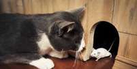 Urina de gatos tem substância que "domestica" os ratos  Foto: Thinkstock