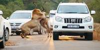 Leões não se incomodaram com os veículos durante o ataque  Foto: Daily Mail / Reprodução