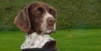 Herói de guerra, Buster, um springer spaniel, morreu aos 13 anos no Reino Unido depois de uma longa batalha contra a artrite  Foto: The Mirror / Reprodução