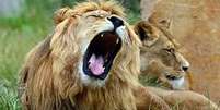 O leão na foto possui uma juba escura semelhante a do leão Cecil, morto no Zimbábue.  Foto: Getty