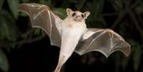 Morcegos estão ameaçados por perda de habitat e propagação de doenças  Foto: Thinkstock